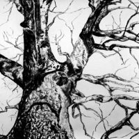 Tree 2, charcoal on paper, 45" x 57", 2010 Tree 2, charcoal on paper, 45" x 57", 2010