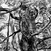 Tree 1, charcoal on paper, 45" x 57", 2010 Tree 1, charcoal on paper, 45" x 57", 2010