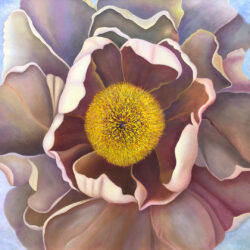 Subtle Exhuberance - Tree Peony - Oil on Gallery Wrapped Canvas - 36x36" Oil Painting by the artist, Mary Ahern