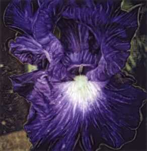 Iris, Millbrook, 2024, manipulated Polaroid photograph, 3 x 3”