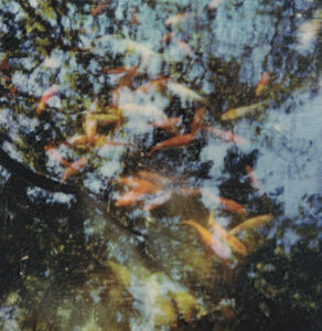 Ring Garden Fish #1, 2018, Polaroid photo print on canvas, 30 x 31”