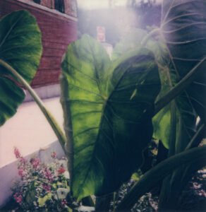Elephant Ears, 2021, Polaroid photo print on canvas, 30 x 31”