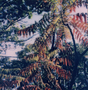 Sumac Trees, 2022, Inwood Hill Park, Polaroid photo print on paper, 12 x 12”