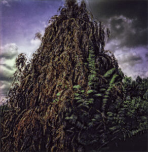Beech Tree, Millbrook, 2024, manipulated Polaroid photograph, 3 x 3”