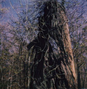 An Old Tree, Inwood Hill Park, 2022, Polaroid photo print on paper, 12 x 12”