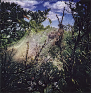 Nest, Barnegat, 2024, manipulated Polaroid photograph, 3 x 3"